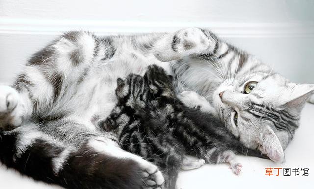 猫咪产后喂养指南大全 猫咪生完宝宝吃什么补充营养