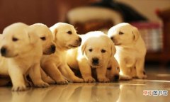 饲养幼犬的5大注意事项 养小狗狗需要注意些什么呢