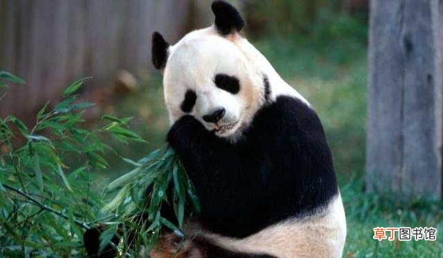 大熊猫的生活习性简介 大熊猫的生活方式和特点