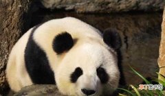 大熊猫的生活习性简介 大熊猫的生活方式和特点