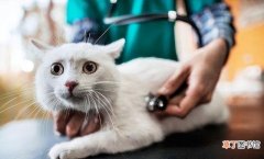 猫咪拉稀的原因及治疗方法 猫拉肚子怎么办最快的方法