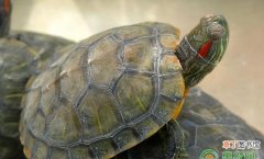 乌龟肠胃炎的症状及治疗方法 乌龟肠胃炎多久会死啊