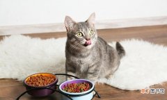 猫咪不爱吃饭的7个原因 猫不爱吃东西是什么原因