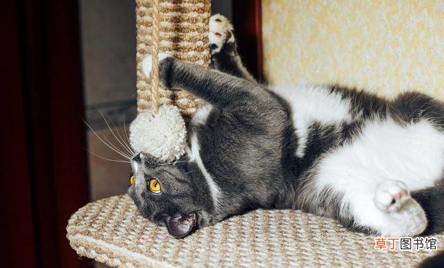 如何保障猫咪在家的安全 猫会从高楼跳下去吗为什么