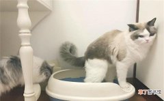教猫咪猫砂盆上厕所的操作方法 怎么教小猫用猫砂盆上厕所