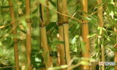观赏竹种分类汇总 观赏竹子有哪些品种