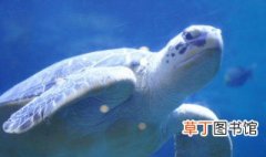 海龟的特点和生活特征 海龟的特点和生活特征介绍