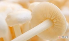 金针菇的7种家常保鲜方法 金针菇常温下可以放多久