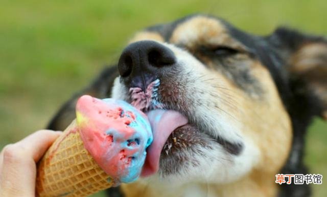 狗能吃的替代物 狗能吃冰淇淋吗