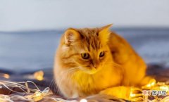 猫咪口炎的症状以及相关护理 口炎猫咪什么症状