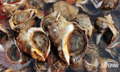 烹饪海螺的做法教程 猫眼螺煮多长时间能熟