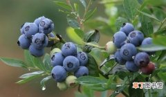 这6种蓝莓甜口感好 哪种蓝莓最甜最好吃