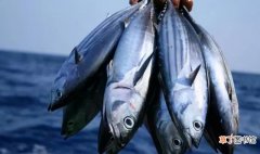 金枪鱼跟鲷鱼的区别介绍 鲣鱼和金枪鱼的区别是什么