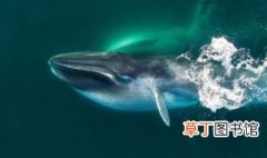 蓝鲸是不是世界上最大的动物 蓝鲸介绍