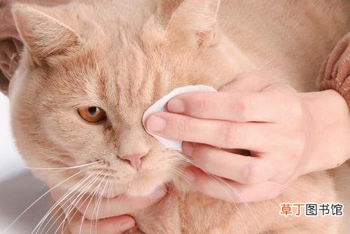猫咪泪痕的去除办法 小猫有泪痕怎么处理