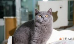 英短猫常见的7种颜色及价格 英国短毛猫价钱是多少