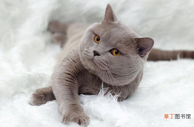 英短猫常见的7种颜色及价格 英国短毛猫价钱是多少