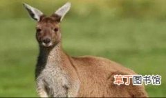 澳洲都有哪些动物 澳洲动物有哪些