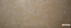 为什么墙缝突然有很多蚂蚁