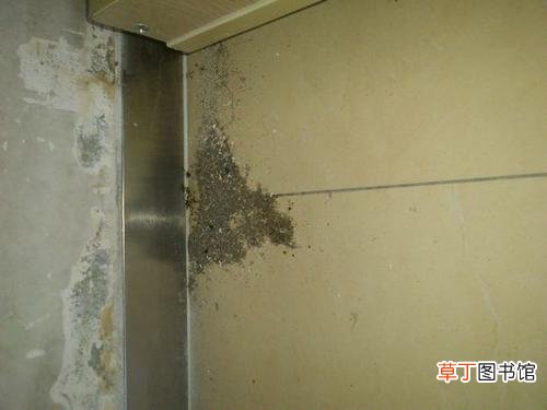 为什么墙缝突然有很多蚂蚁