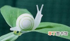 关于蜗牛的知识 关于蜗牛的知识介绍