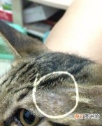 猫猫身上局部脱毛怎么办 猫伤口结痂和猫藓区别在哪里