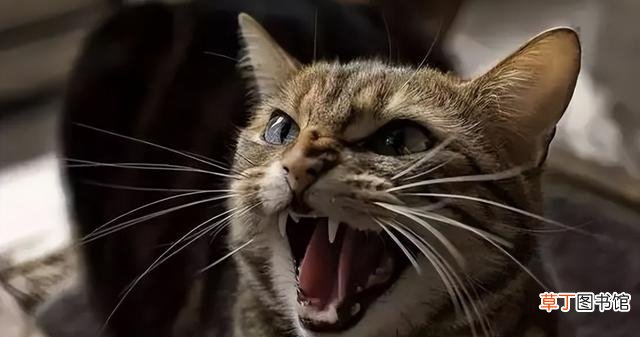 猫咪各种叫声的含义 母猫猫叫声音大全