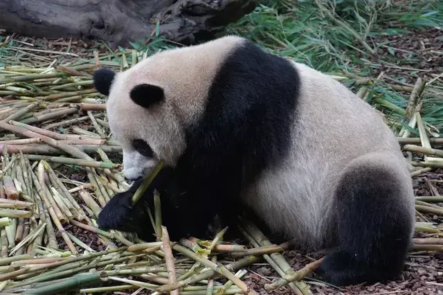 揭秘大熊猫的四季食谱 熊猫的食物有哪些种类