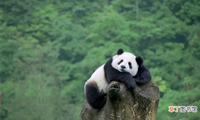 大熊猫黑眼圈形成原因 熊猫的黑眼圈怎么来的
