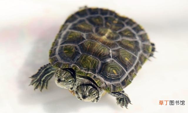 判断巴西龟是冬眠还是死亡方法 巴西龟乌龟壳变软了还能活吗