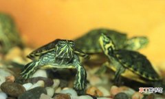 判断巴西龟是冬眠还是死亡方法 巴西龟乌龟壳变软了还能活吗