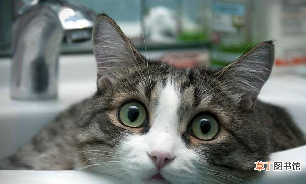 猫咪的好奇心有多重 好奇害死猫是什么意思