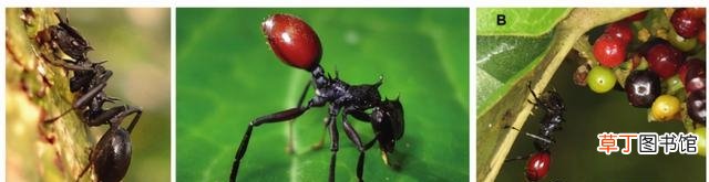 蚂蚁的独特之处介绍 蚂蚁有什么特点和本领呢