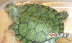 绿背龟甲怎么养 绿背龟甲如何养殖
