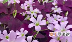 三叶草紫蝴蝶花怎么养 三叶草紫蝴蝶花如何养