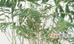 米竹养殖方法 米竹养殖方法介绍