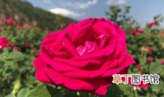 玫瑰鲜花的养殖方法 玫瑰鲜花的养殖教程
