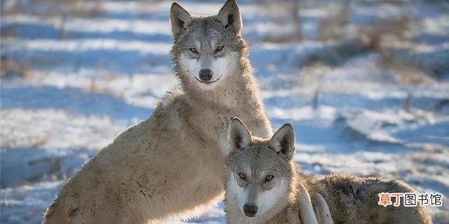 狼和狗的区别 狗和狼是同一物种吗