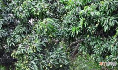 亚热带果树不太适合北方种植 荔枝北方能种植结果吗
