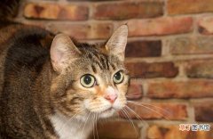 猫咪患黄疸的注意事项 猫得了黄疸以后能活多久啊