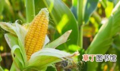 玉米的养殖技术 玉米怎么种