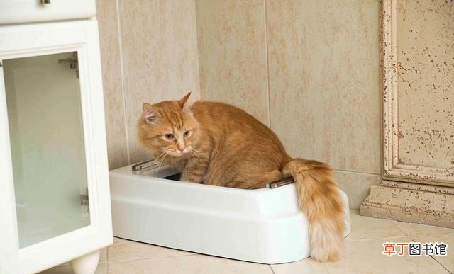 猫砂把厕所堵住的疏通办法 豆腐猫砂堵住厕所如何疏通