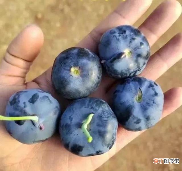 F6蓝莓苗的品种特点 蓝莓一年结果几次