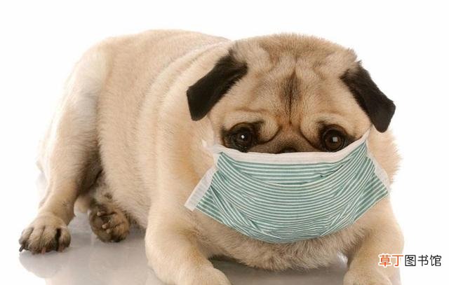犬窝咳的成因及症状 如何分辨是不是犬窝咳和感冒