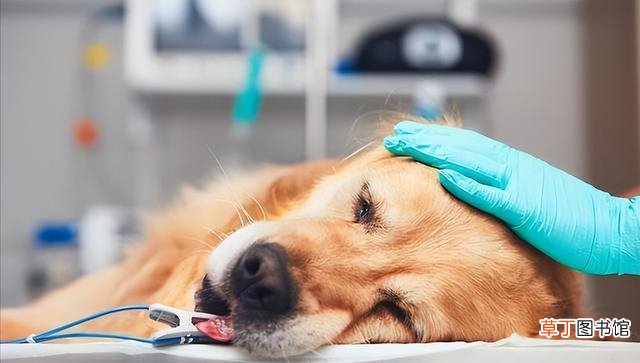 犬窝咳的成因及症状 如何分辨是不是犬窝咳和感冒