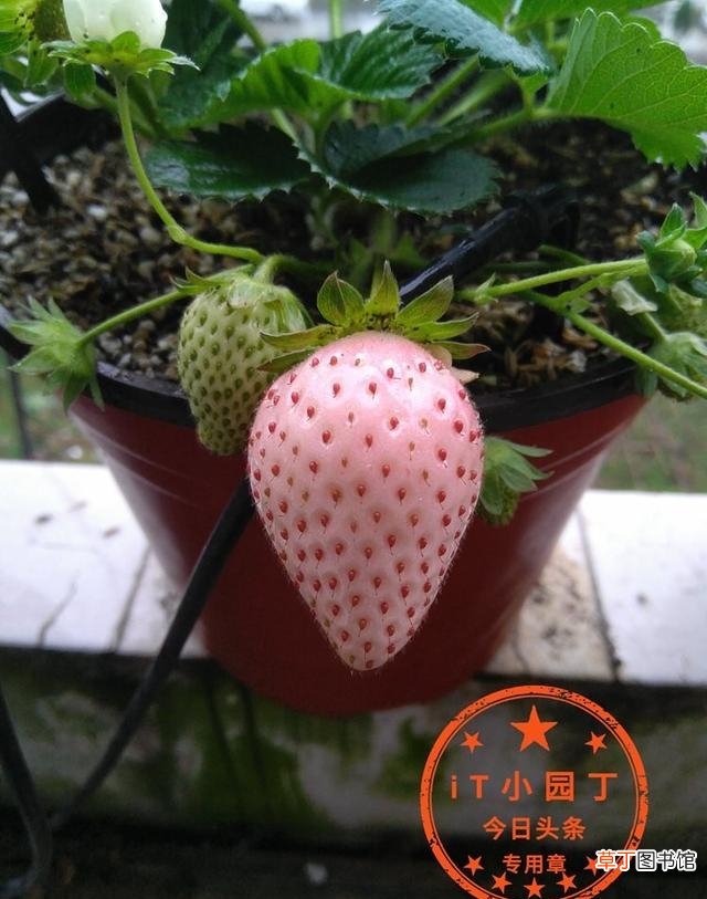 日本白草莓详细介绍 日本白色草莓叫啥名字呢