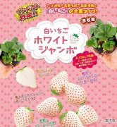 日本白草莓详细介绍 日本白色草莓叫啥名字呢