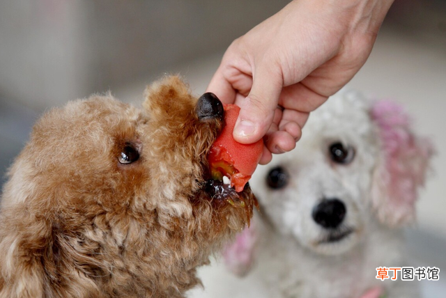 适合狗狗吃的水果种类 泰迪狗狗能吃榴莲吗