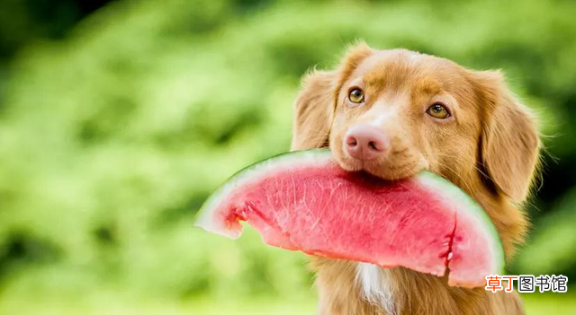 适合狗狗吃的水果种类 泰迪狗狗能吃榴莲吗