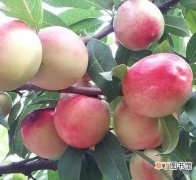 盘点市面常见的10种油桃 全球油桃品种大全介绍
